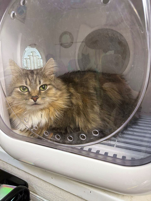 Кошка спокойно лежит в сушильном боксе