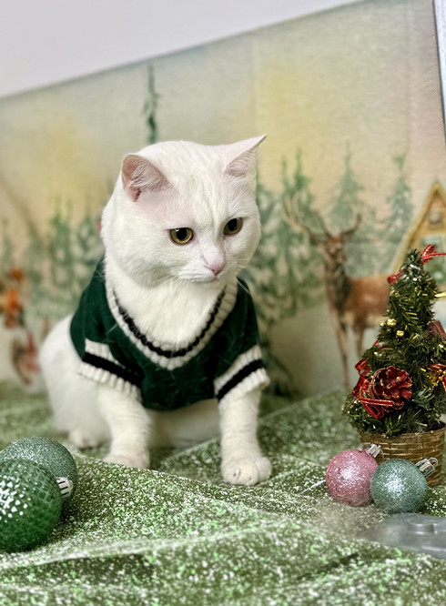 Шоу груминг кота