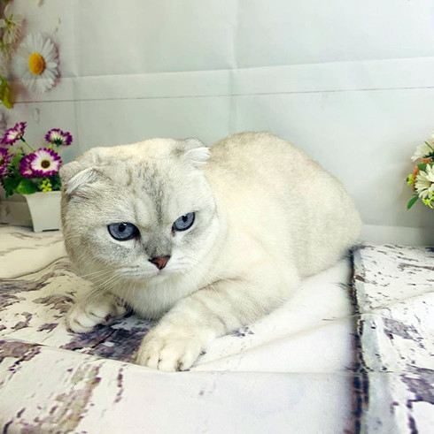 Груминг шотландской вислоухой кошки