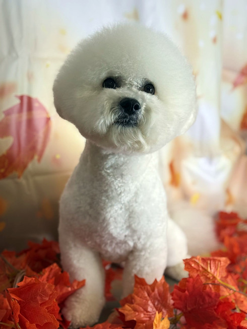 Груминг бишона фризе