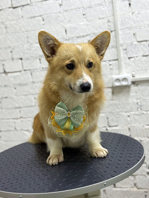 Груминг корги