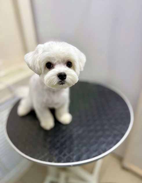 Груминг мальтийской болонки