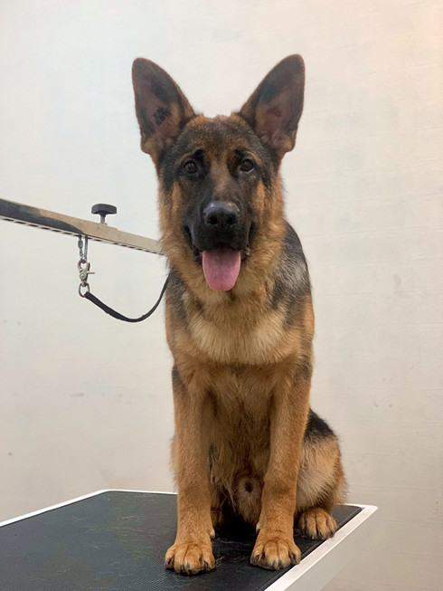 Груминг немецкой овчарки