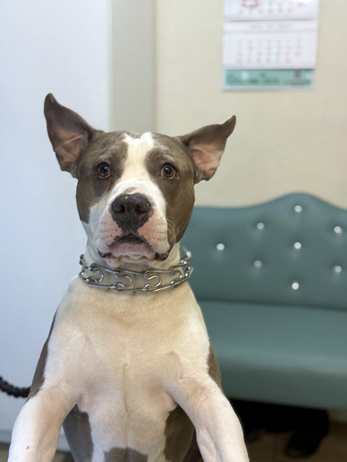 Груминг питбуля