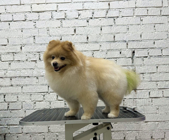 Груминг помераского шпица