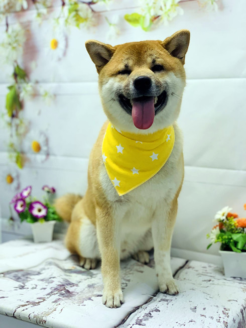 Груминг сиба-ину